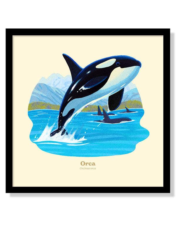 Orca National Park Alphabet Print
