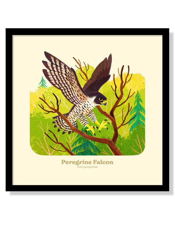 Peregrine Falcon National Park Alphabet Print