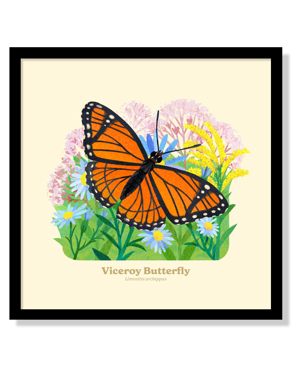 Viceroy Butterfly National Park Alphabet Print