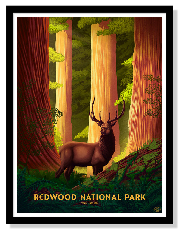 Redwood National Park Poster (Large Timed Edition)